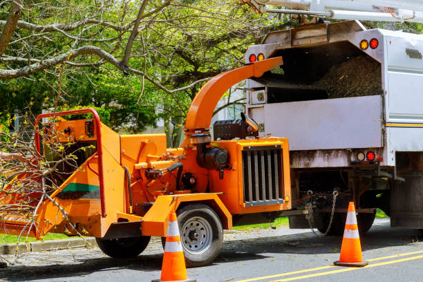 Best Stump Grinding and Removal  in Salix, PA